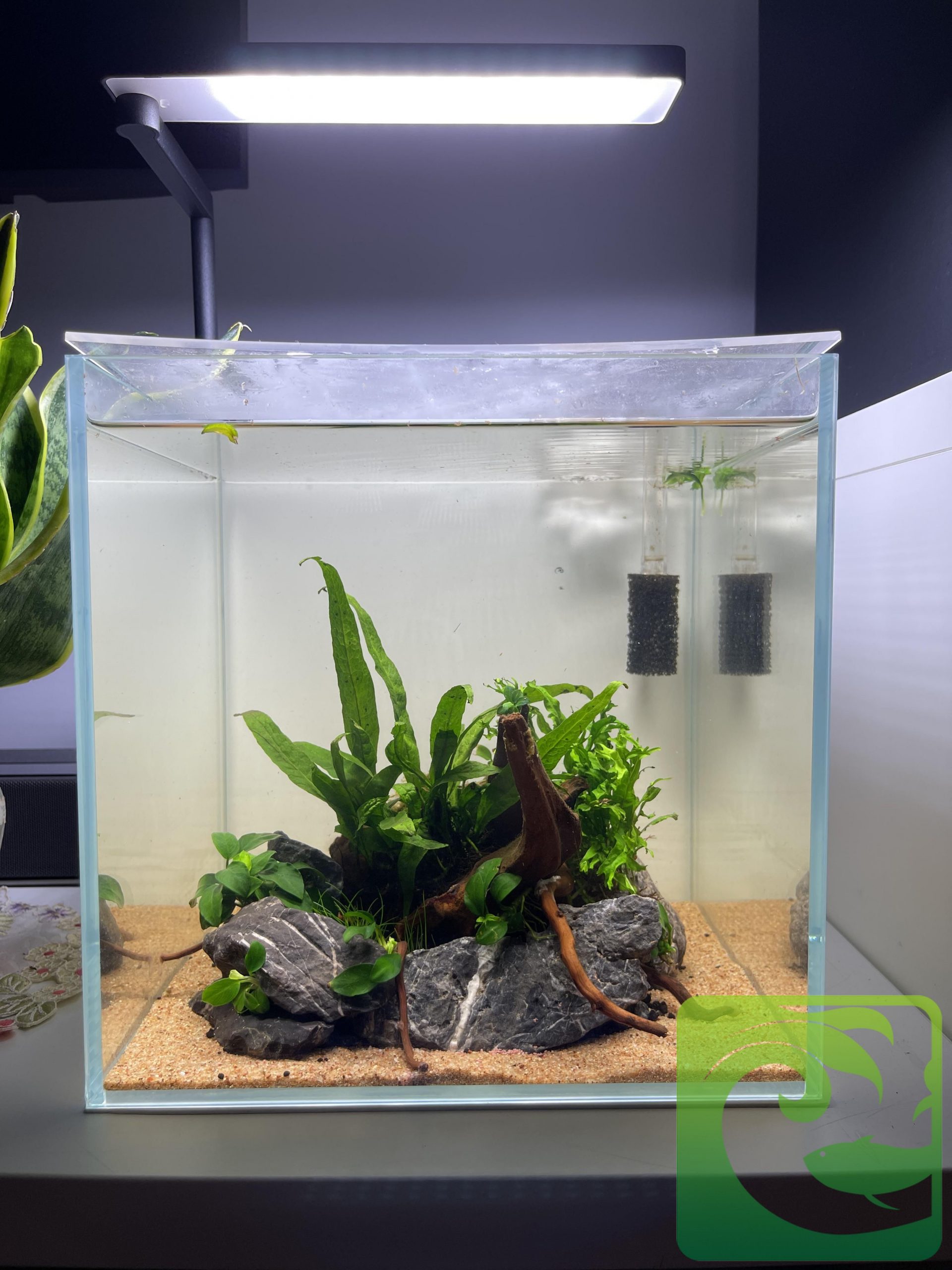 Bể thủy sinh mini để bàn đơn giản cực đẹp 2023 2 Bể thủy sinh mini để bàn đơn giản cực đẹp, bể thủy sinh mini, bể cá thủy sinh mini, bể thủy sinh mini đẹp, bể cá thủy sinh mini đẹp, cách làm bể cá thủy sinh, cách làm bể thủy sinh mini, giá bể thủy sinh mini, giá bể cá thủy sinh mini, cách chăm sóc bể thủy sinh mini, cách chăm scos bể cá thủy sinh