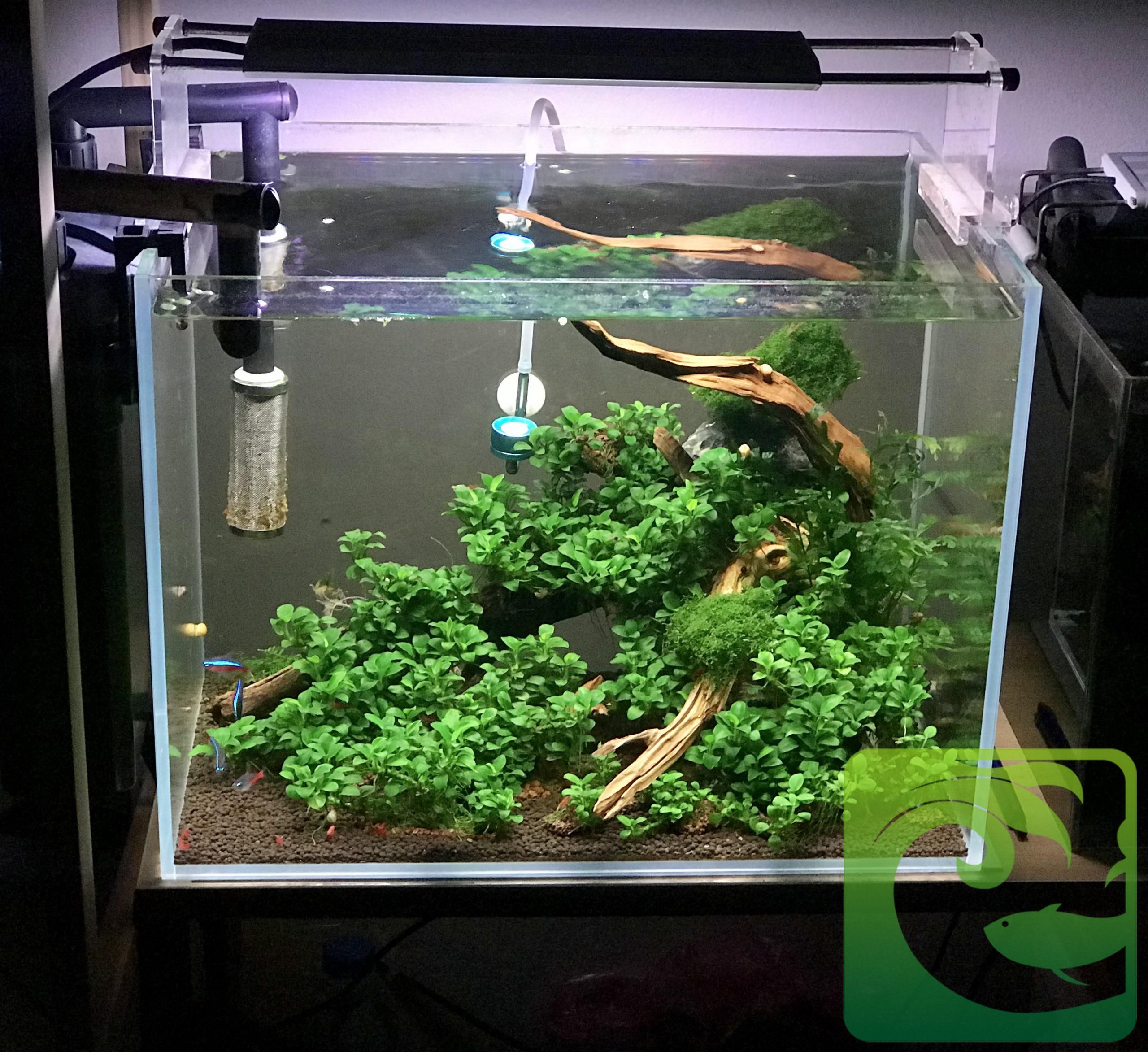 Bể thủy sinh mini để bàn đơn giản cực đẹp 2023 1 Bể thủy sinh mini để bàn đơn giản cực đẹp, bể thủy sinh mini, bể cá thủy sinh mini, bể thủy sinh mini đẹp, bể cá thủy sinh mini đẹp, cách làm bể cá thủy sinh, cách làm bể thủy sinh mini, giá bể thủy sinh mini, giá bể cá thủy sinh mini, cách chăm sóc bể thủy sinh mini, cách chăm scos bể cá thủy sinh