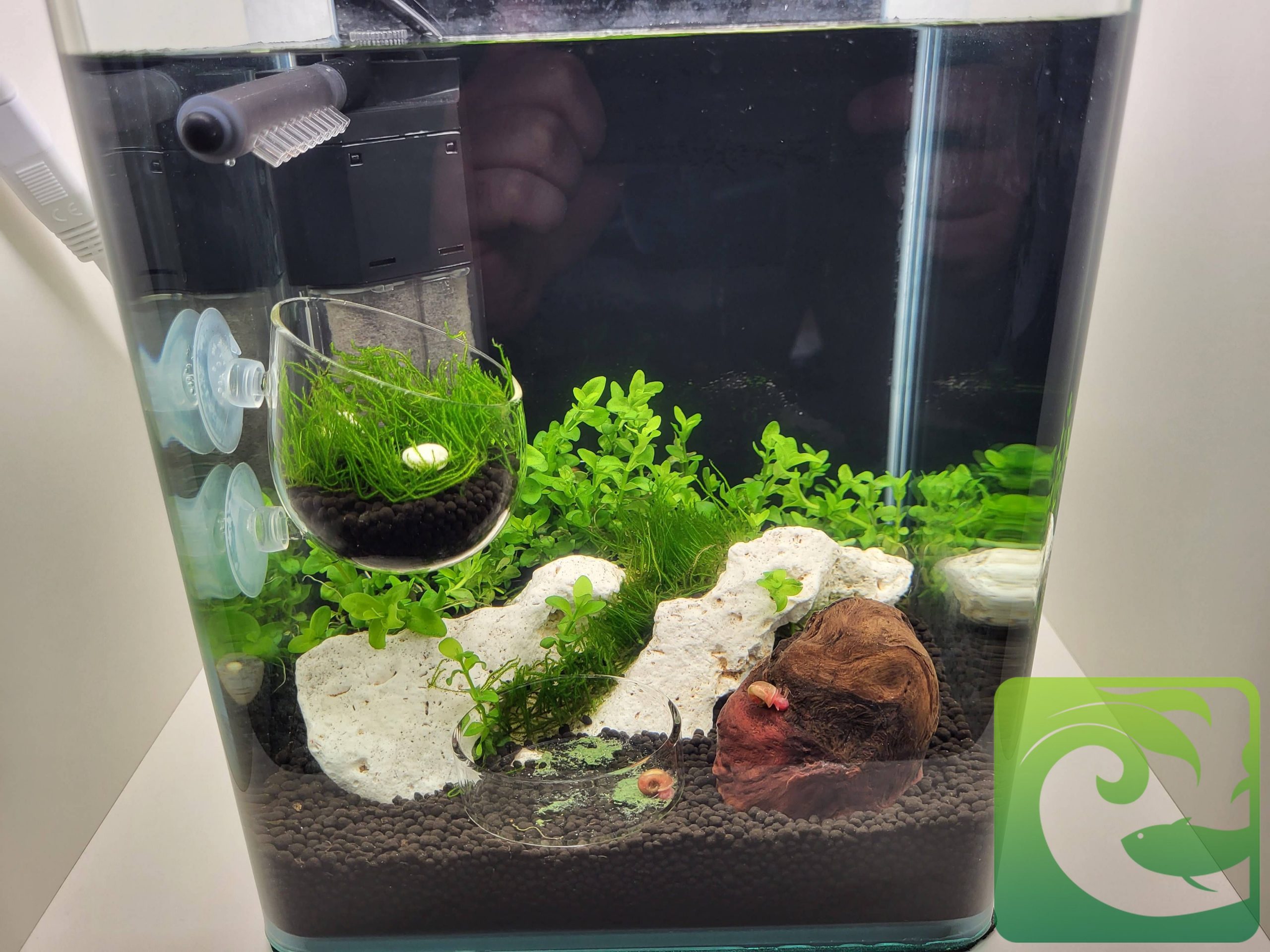 Bể thủy sinh mini để bàn đơn giản cực đẹp 2023 4 Bể thủy sinh mini để bàn đơn giản cực đẹp, bể thủy sinh mini, bể cá thủy sinh mini, bể thủy sinh mini đẹp, bể cá thủy sinh mini đẹp, cách làm bể cá thủy sinh, cách làm bể thủy sinh mini, giá bể thủy sinh mini, giá bể cá thủy sinh mini, cách chăm sóc bể thủy sinh mini, cách chăm scos bể cá thủy sinh