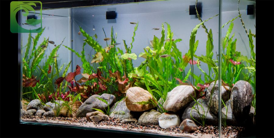 Cách setup bể thủy sinh không cần CO2 1 cách setup bể thủy sinh không cần CO2, bể thủy sinh, bể thủy sinh đẹp không cần co2, setup bể thủy sinh không cần co2, bể thủy sinh có cần co2 không