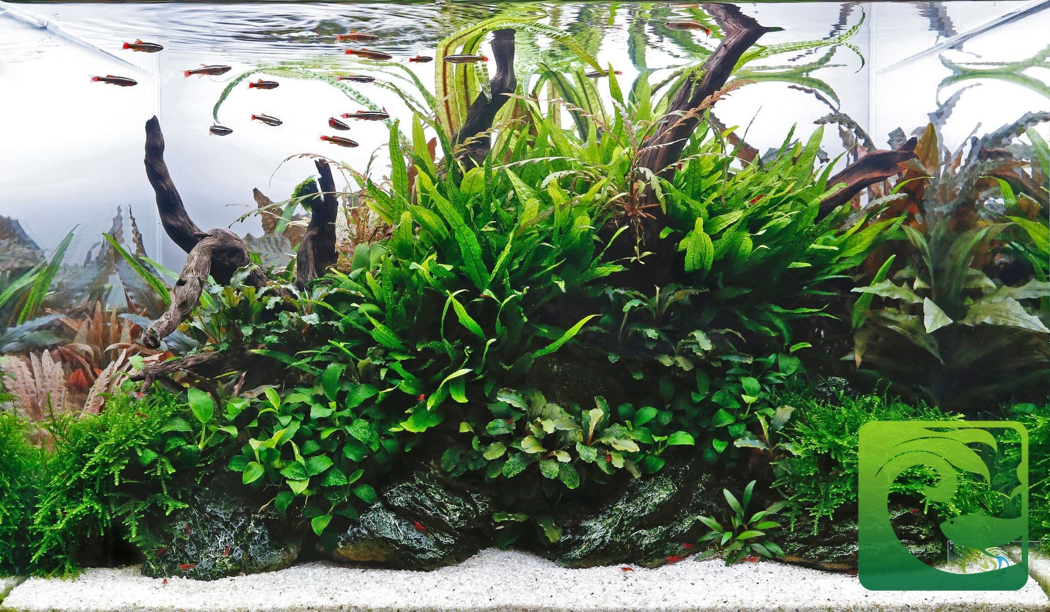 Hướng dẫn chăm sóc bể thủy sinh mới setup 3 Hướng dẫn chăm sóc bể thủy sinh mới setup 1