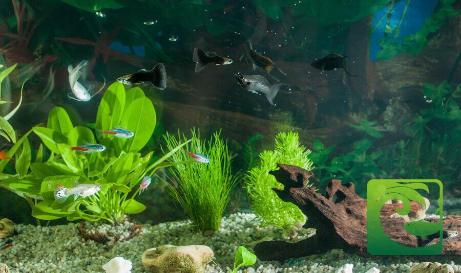 Hướng dẫn chăm sóc bể thủy sinh mới setup 4 Hướng dẫn chăm sóc bể thủy sinh mới setup, chăm sóc bể thủy sinh mới setup, cách chăm sóc bể thủy sinh