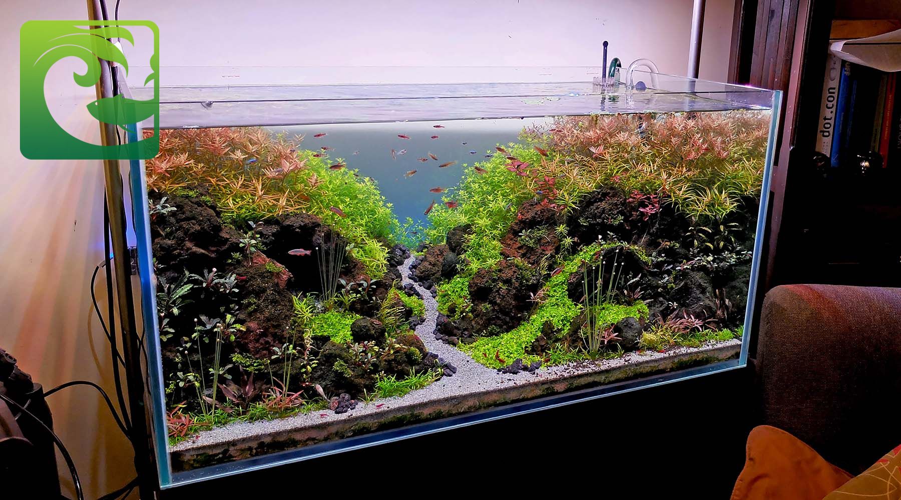 Hướng dẫn chăm sóc bể thủy sinh mới setup 2 Hướng dẫn chăm sóc bể thủy sinh mới setup, chăm sóc bể thủy sinh mới setup, cách chăm sóc bể thủy sinh