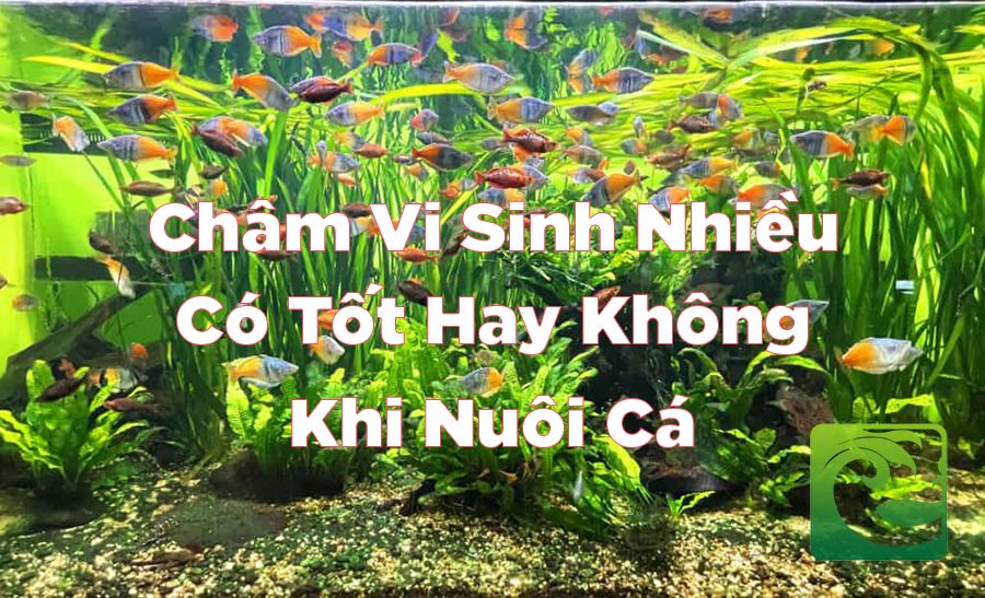 Châm vi sinh nhiều có tốt không khi nuôi cá cảnh, châm vi sinh nhiều có tốt không, châm vi sinh đúng cách, châm vi sinh cho bể cá, cách châm vi sinh cho bể cá, châm quá nhiều vi sinh, châm vi sinh quá nhiều, thay nước có cần châm vi sinh, châm vi sinh là gì, châm vi sinh cho bể cá mới