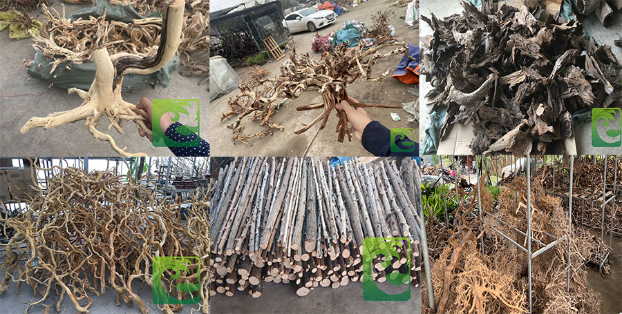 Lũa thủy sinh những điều cần biết dành cho người mới 2023 6