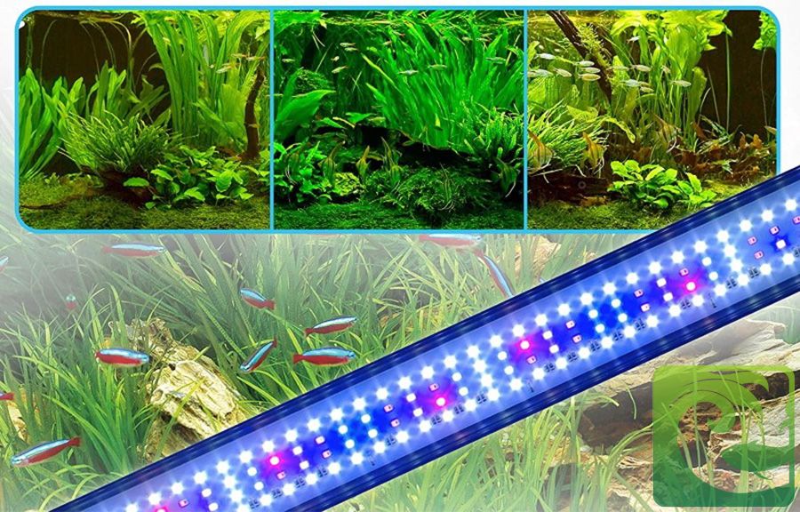 Tầm quan trọng về ánh sáng cho bể thủy sinh 2023, ánh sáng cho bể thủy sinh, đèn cho bể thủy sinh, cây thủy sinh có cần ánh sáng, thời gian chiếu sáng cho bể thủy sinh, Quang phổ đèn thủy sinh, Nhiệt độ màu ánh sáng cho bể thủy sinh