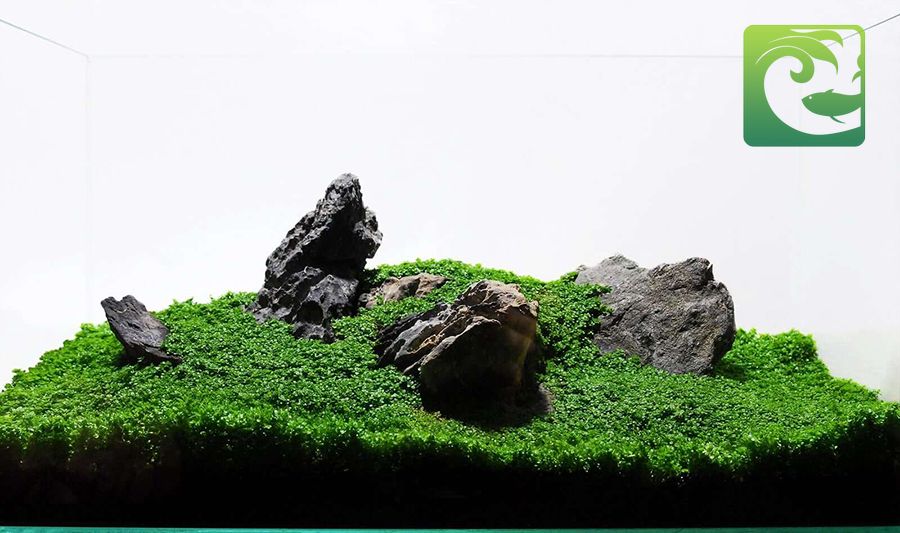 Thủy sinh phong cách iwagumi đơn giản mà đẹp, phong cách iwagumi, phong cách thuỷ sinh iwagumi, bể cá phong cách iwagumi, thủy sinh phong cách iwagumi, bể thủy sinh phong cách iwagumi, iwagumi là gì, bể iwagumi, cây thủy sinh