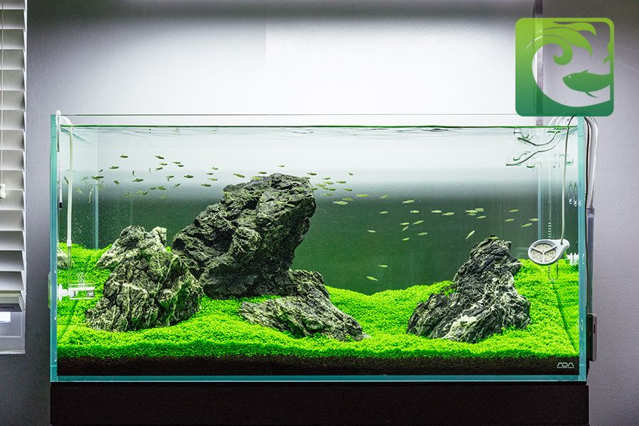 Thủy sinh phong cách iwagumi đơn giản mà đẹp, phong cách iwagumi, phong cách thuỷ sinh iwagumi, bể cá phong cách iwagumi, thủy sinh phong cách iwagumi, bể thủy sinh phong cách iwagumi, iwagumi là gì, bể iwagumi, cây thủy sinh