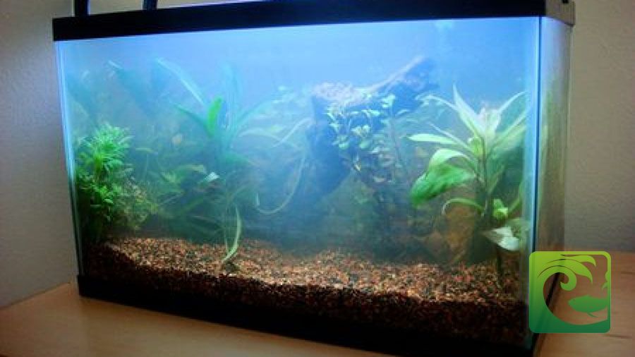 Nguyên nhân nước bể cá bị đục & Cách làm trong nước bể cá 2 nước bể cá bị đục, cách làm trong nước bể cá, cách xử lý nước bể cá bị đục, cách làm nước bể cá trong vắt, dung dịch làm trong nước bể cá, nước bể cá đục, bể cá bị đục nước