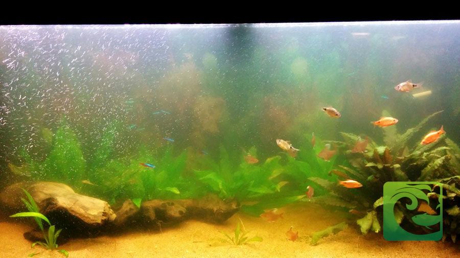 Nguyên nhân nước bể cá bị đục & Cách làm trong nước bể cá 1 nước bể cá bị đục, cách làm trong nước bể cá, cách xử lý nước bể cá bị đục, cách làm nước bể cá trong vắt, dung dịch làm trong nước bể cá, nước bể cá đục, bể cá bị đục nước