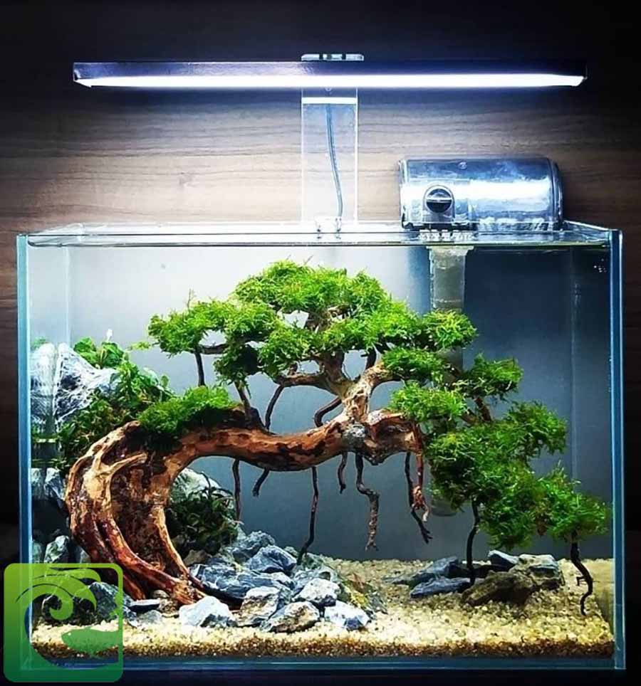 Ý tưởng bể cá mini để bàn đẹp cho văn phòng 2 Ý tưởng bể cá mini để bàn đẹp cho văn phòng, bể cá mini để bàn, cá cảnh văn phòng, bể cá mini văn phòng, bể cá cảnh mini, các loại cá cảnh nuôi trong bể mini, bể thủy sinh mini, bể cá mini đẹp, mua bể cá mini, bể cá để bàn làm việc, bể cá mini để bàn làm việc tại hà nội