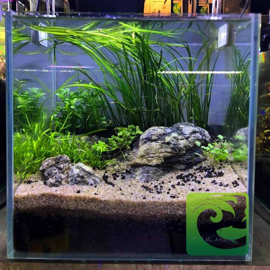 Ý tưởng bể cá mini để bàn đẹp cho văn phòng 4 Ý tưởng bể cá mini để bàn đẹp cho văn phòng, bể cá mini để bàn, cá cảnh văn phòng, bể cá mini văn phòng, bể cá cảnh mini, các loại cá cảnh nuôi trong bể mini, bể thủy sinh mini, bể cá mini đẹp, mua bể cá mini, bể cá để bàn làm việc, bể cá mini để bàn làm việc tại hà nội