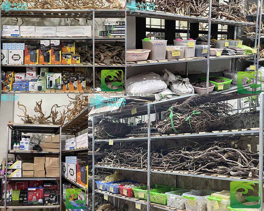 Ý tưởng bể cá mini để bàn đẹp cho văn phòng 5 Ý tưởng bể cá mini để bàn đẹp cho văn phòng, bể cá mini để bàn, cá cảnh văn phòng, bể cá mini văn phòng, bể cá cảnh mini, các loại cá cảnh nuôi trong bể mini, bể thủy sinh mini, bể cá mini đẹp, mua bể cá mini, bể cá để bàn làm việc, bể cá mini để bàn làm việc tại hà nội