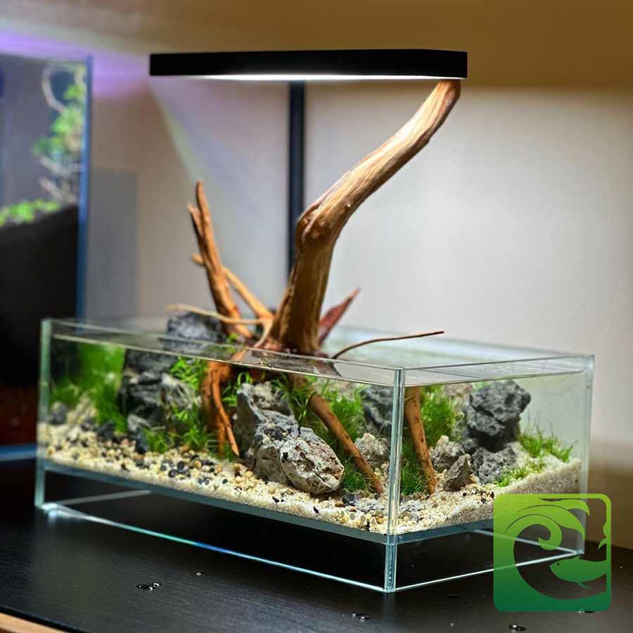 Ý tưởng bể cá mini để bàn đẹp cho văn phòng 16