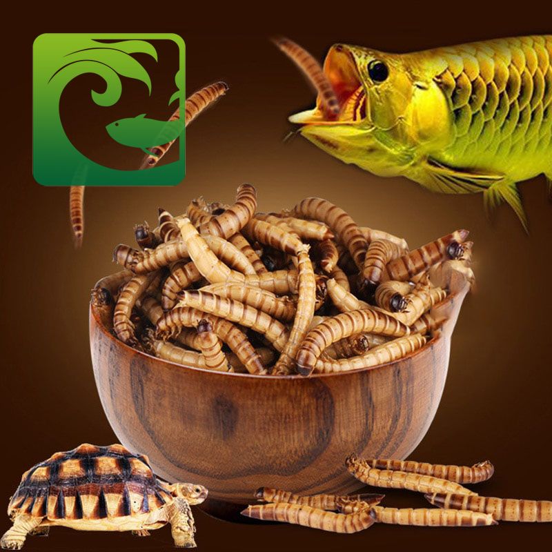 Cách cho cá cảnh ăn người mới nên biết 4 Cách cho cá cảnh ăn người mới nên biết, cách cho cá cảnh ăn, cho cá cảnh ăn bao nhiêu là đủ, cho cá ăn mấy lần một ngày, cá cảnh ngày cho ăn mấy lần, thức ăn cho cá cảnh, tiêu chuẩn nước nuôi cá