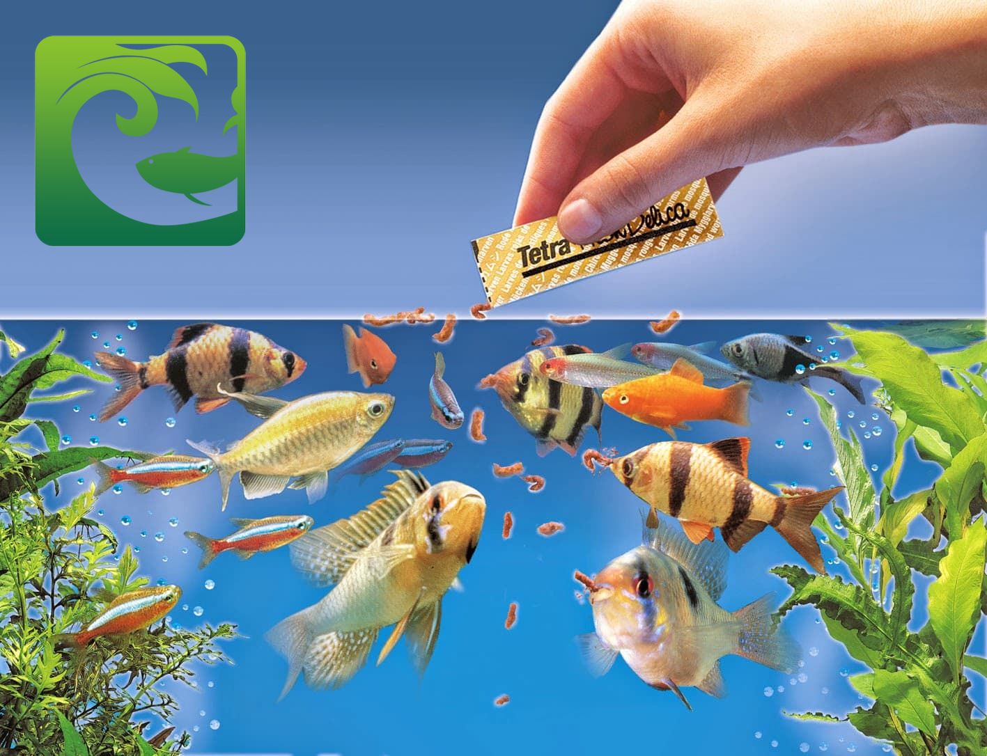 Cách cho cá cảnh ăn người mới nên biết 3 Cách cho cá cảnh ăn người mới nên biết, cách cho cá cảnh ăn, cho cá cảnh ăn bao nhiêu là đủ, cho cá ăn mấy lần một ngày, cá cảnh ngày cho ăn mấy lần, thức ăn cho cá cảnh, tiêu chuẩn nước nuôi cá