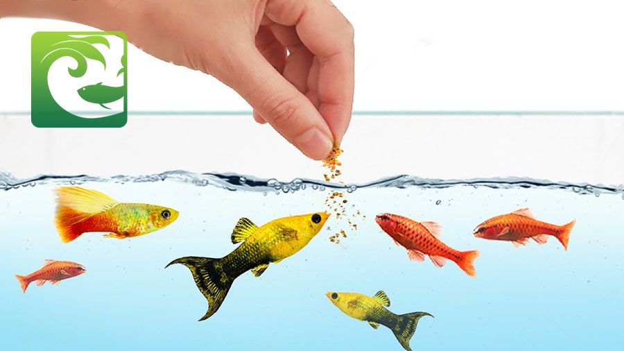 Cách cho cá cảnh ăn người mới nên biết 15