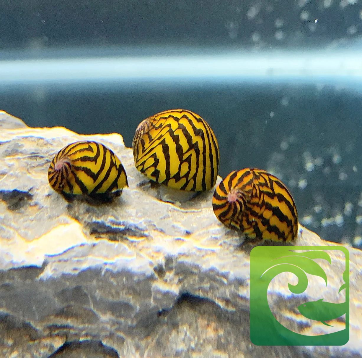 ốc nerita, ốc nerita ăn gì, ốc nerita sinh sản, ốc nerita bị chết, ốc nerita đẻ trứng, ốc nerita hà nội, cách nuôi ốc nerita, ốc nerita có tác dụng gì, ốc nerita có ăn cây thủy sinh không