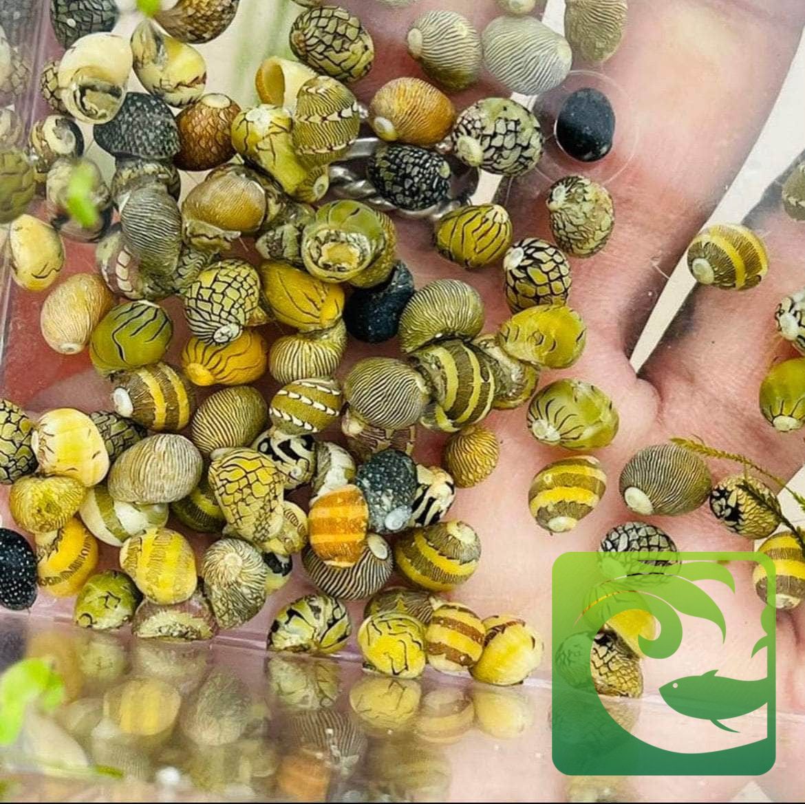 ốc nerita, ốc nerita ăn gì, ốc nerita sinh sản, ốc nerita bị chết, ốc nerita đẻ trứng, ốc nerita hà nội, cách nuôi ốc nerita, ốc nerita có tác dụng gì, ốc nerita có ăn cây thủy sinh không