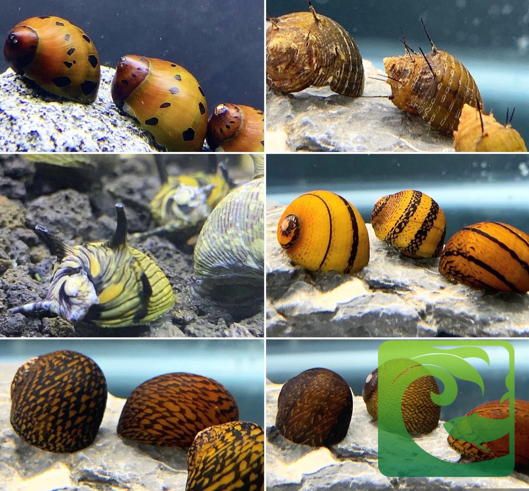 ốc nerita, ốc nerita ăn gì, ốc nerita sinh sản, ốc nerita bị chết, ốc nerita đẻ trứng, ốc nerita hà nội, cách nuôi ốc nerita, ốc nerita có tác dụng gì, ốc nerita có ăn cây thủy sinh không