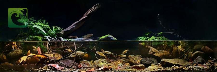 Phong cách thủy sinh biotop đẹp đơn giản 2 thủy sinh biotop, phong cách biotop, phong cách biotope, thủy sinh biotope, bể biotop đá cuội, bể biotop đơn giản, bố cục biotop, layout vách suối, layout vách đá