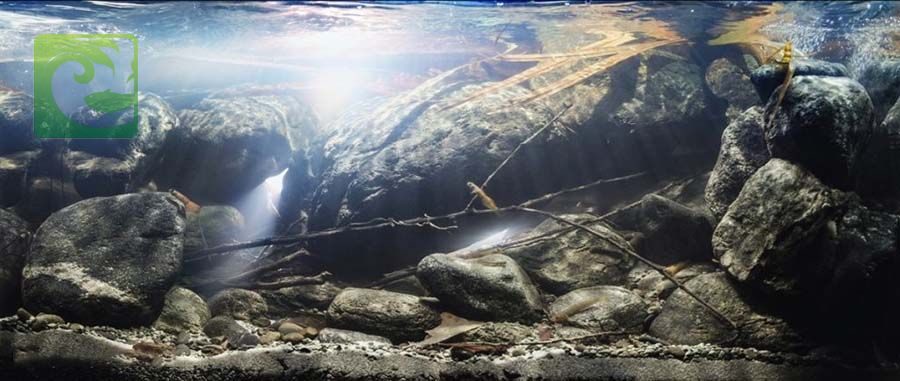 Phong cách thủy sinh biotop đẹp đơn giản 3 thủy sinh biotop, phong cách biotop, phong cách biotope, thủy sinh biotope, bể biotop đá cuội, bể biotop đơn giản, bố cục biotop, layout vách suối, layout vách đá