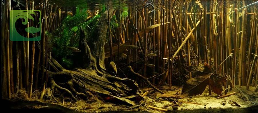 Phong cách thủy sinh biotop đẹp đơn giản 4 thủy sinh biotop, phong cách biotop, phong cách biotope, thủy sinh biotope, bể biotop đá cuội, bể biotop đơn giản, bố cục biotop, layout vách suối, layout vách đá