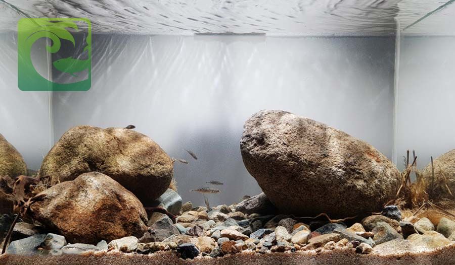 Phong cách thủy sinh biotop đẹp đơn giản 6 thủy sinh biotop, phong cách biotop, phong cách biotope, thủy sinh biotope, bể biotop đá cuội, bể biotop đơn giản, bố cục biotop, layout vách suối, layout vách đá