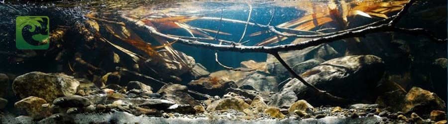 Phong cách thủy sinh biotop đẹp đơn giản 5 thủy sinh biotop, phong cách biotop, phong cách biotope, thủy sinh biotope, bể biotop đá cuội, bể biotop đơn giản, bố cục biotop, layout vách suối, layout vách đá