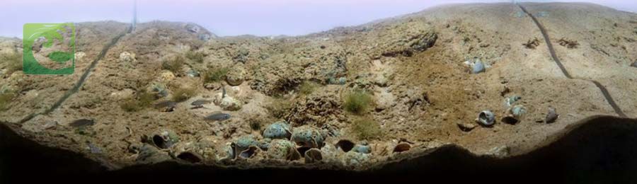 Phong cách thủy sinh biotop đẹp đơn giản 7 thủy sinh biotop, phong cách biotop, phong cách biotope, thủy sinh biotope, bể biotop đá cuội, bể biotop đơn giản, bố cục biotop, layout vách suối, layout vách đá