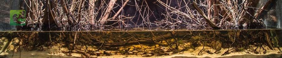 Phong cách thủy sinh biotop đẹp đơn giản 8 thủy sinh biotop, phong cách biotop, phong cách biotope, thủy sinh biotope, bể biotop đá cuội, bể biotop đơn giản, bố cục biotop, layout vách suối, layout vách đá