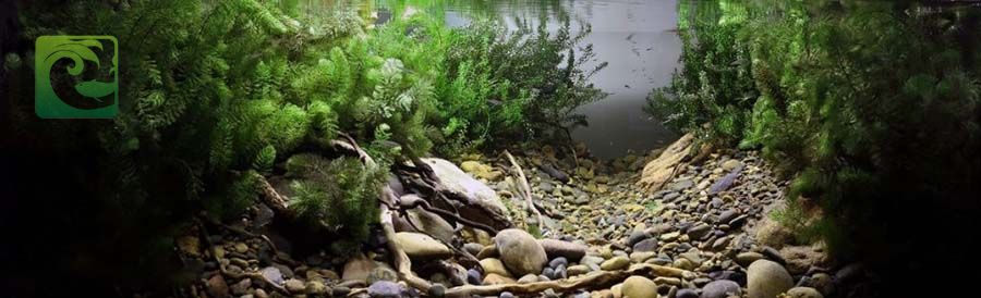 Phong cách thủy sinh biotop đẹp đơn giản 13