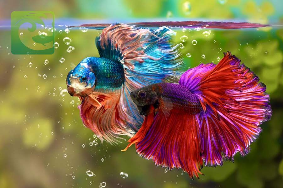 7 Cách nuôi cá Betta lên màu đẹp và khỏe mạnh 2 7 Cách nuôi cá Betta lên màu đẹp và khỏe mạnh, nuôi cá Betta lên màu đẹp, nuôi cá Betta lên màu đẹp và khỏe mạnh