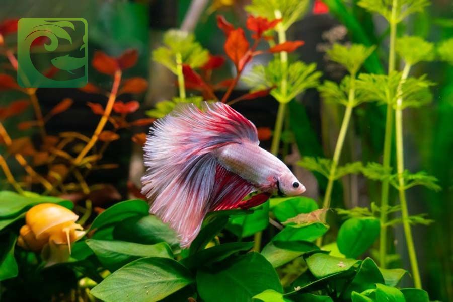 7 Cách nuôi cá Betta lên màu đẹp và khỏe mạnh 3 7 Cách nuôi cá Betta lên màu đẹp và khỏe mạnh, nuôi cá Betta lên màu đẹp, nuôi cá Betta lên màu đẹp và khỏe mạnh