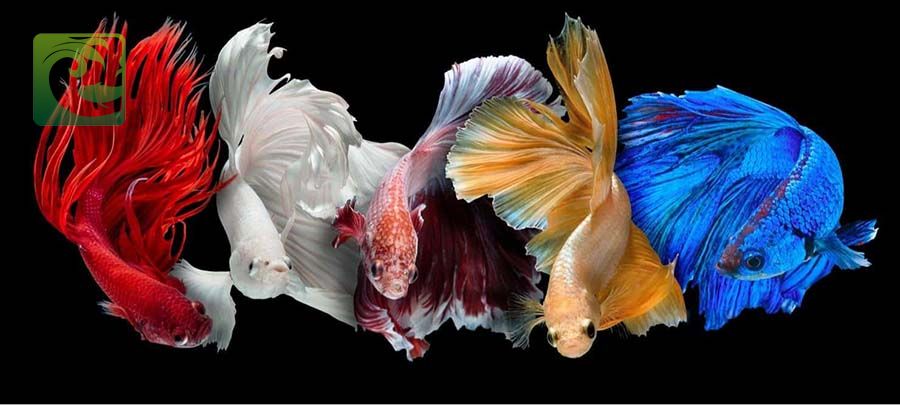 7 Cách nuôi cá Betta lên màu đẹp và khỏe mạnh 11