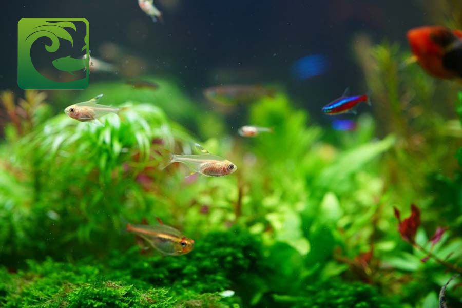 Hướng dẫn cách nuôi cá cảnh đơn giản cho người mới 2 Hướng dẫn cách nuôi cá cảnh đơn giản cho người mới, cách nuôi cá cảnh, cách chăm sóc cá cảnh, cách nuôi cá cảnh không bị chết, cách nuôi cá cảnh đơn giản, nguyên nhân cá cảnh chết, thức ăn cho cá, nuôi cá cảnh