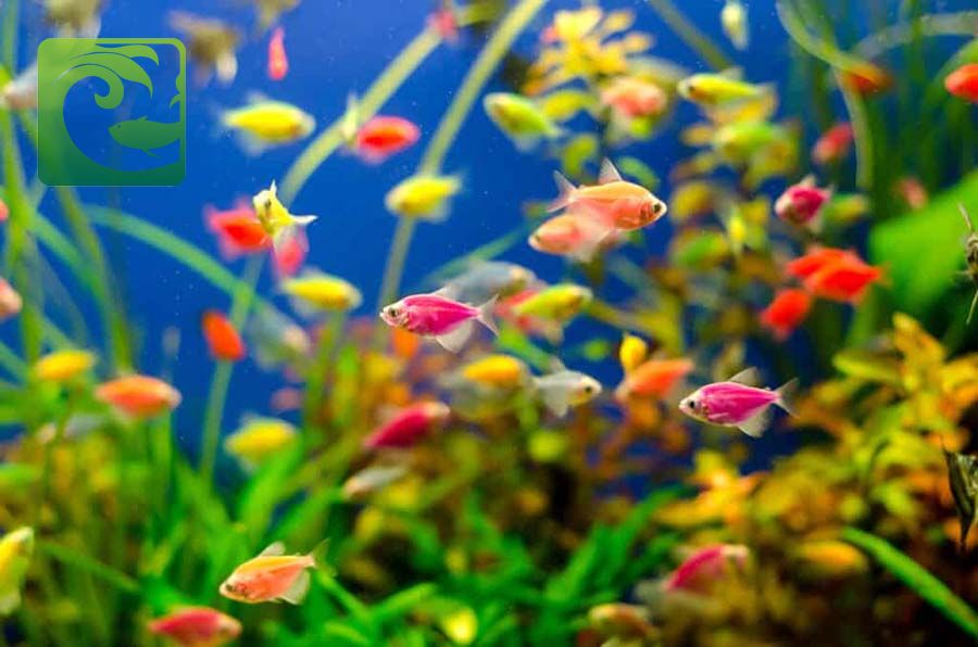 Hướng dẫn cách nuôi cá cảnh đơn giản cho người mới 3 Hướng dẫn cách nuôi cá cảnh đơn giản cho người mới, cách nuôi cá cảnh, cách chăm sóc cá cảnh, cách nuôi cá cảnh không bị chết, cách nuôi cá cảnh đơn giản, nguyên nhân cá cảnh chết, thức ăn cho cá, nuôi cá cảnh