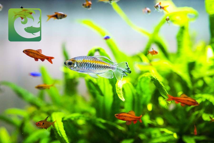 Hướng dẫn cách nuôi cá cảnh đơn giản cho người mới 12