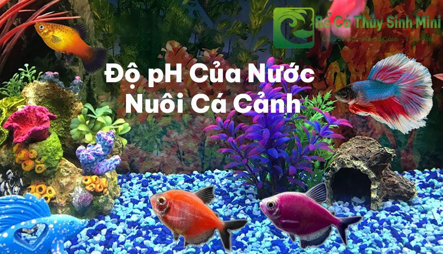 độ ph của nước nuôi cá cảnh, cách làm tăng độ ph trong nước nuôi cá, cách làm giảm ph nước nuôi cá, cách giảm độ ph trong nước nuôi cá, cách giảm ph nước nuôi cá