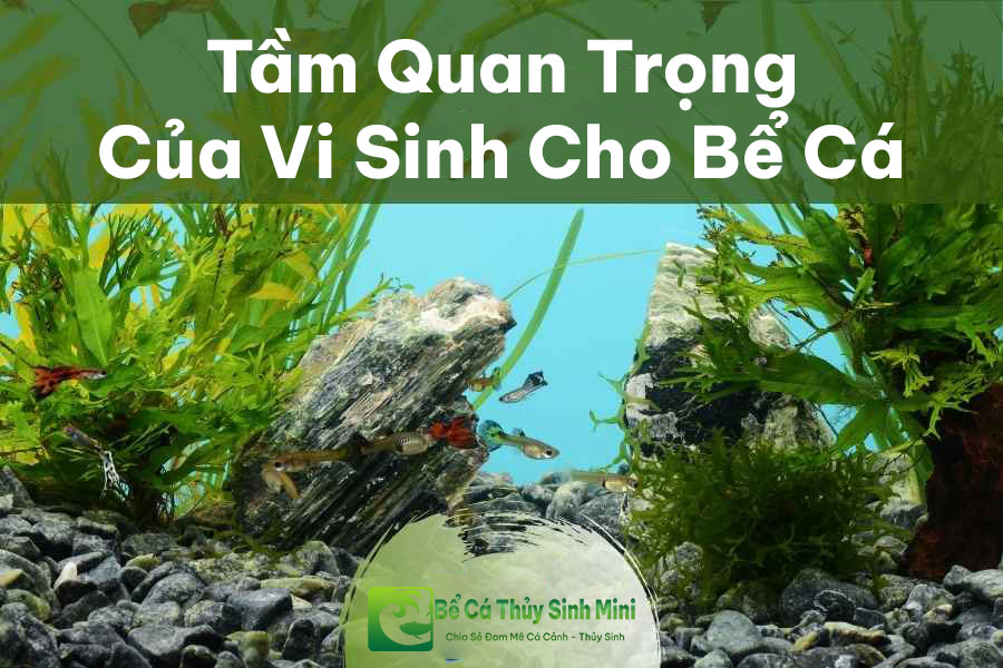 Tầm quan trọng của vi sinh cho bể cá cảnh 8