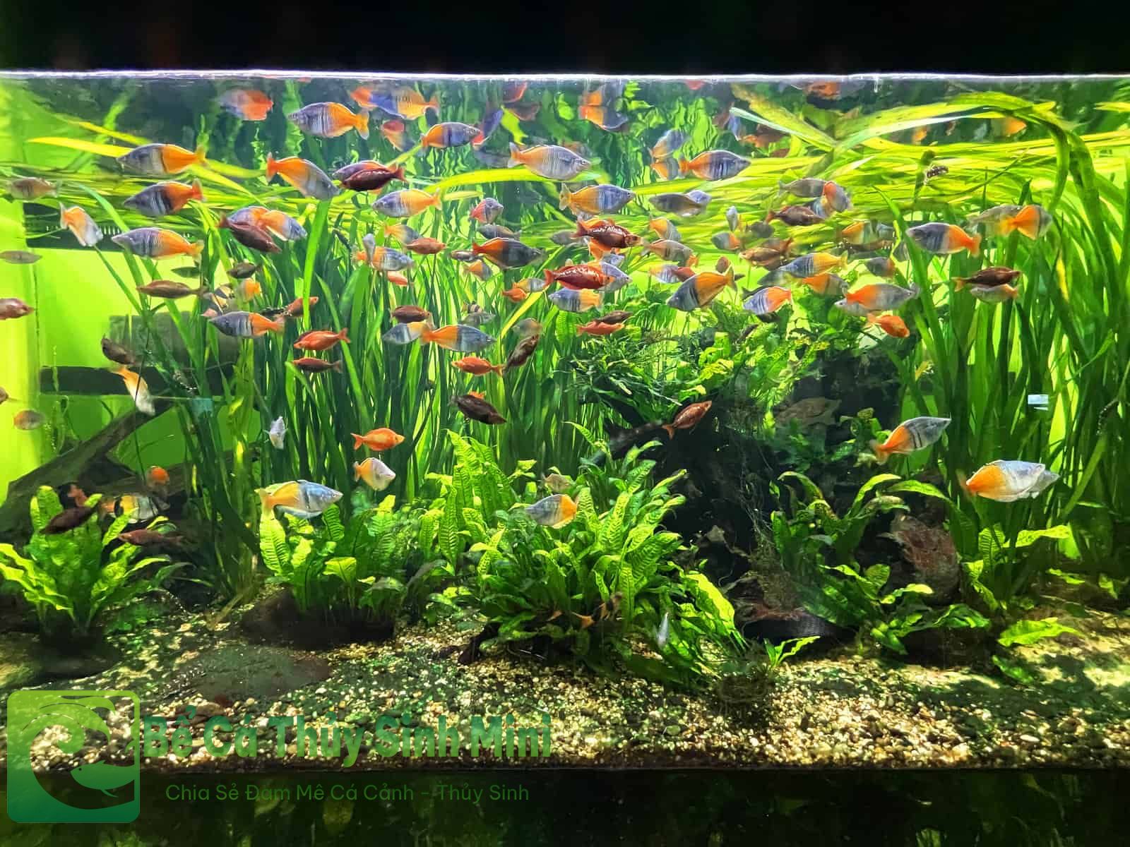 4 yếu tố quan trọng để làm bể cá cảnh đẹp, bể cá cảnh đẹp, làm bể cá cảnh đẹp, cách làm bể cá cảnh đẹp