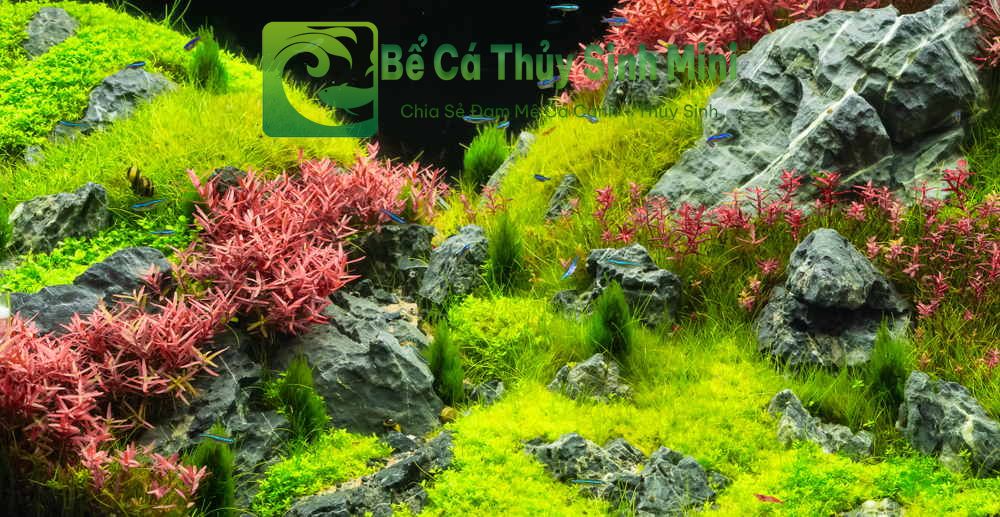4 yếu tố quan trọng để làm bể cá cảnh đẹp, bể cá cảnh đẹp, làm bể cá cảnh đẹp, cách làm bể cá cảnh đẹp