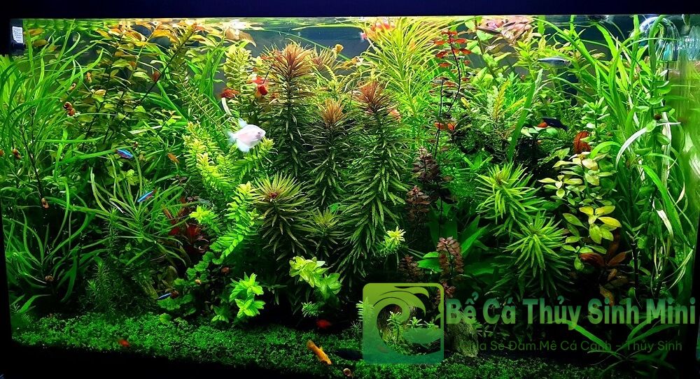 4 yếu tố quan trọng để làm bể cá cảnh đẹp 7