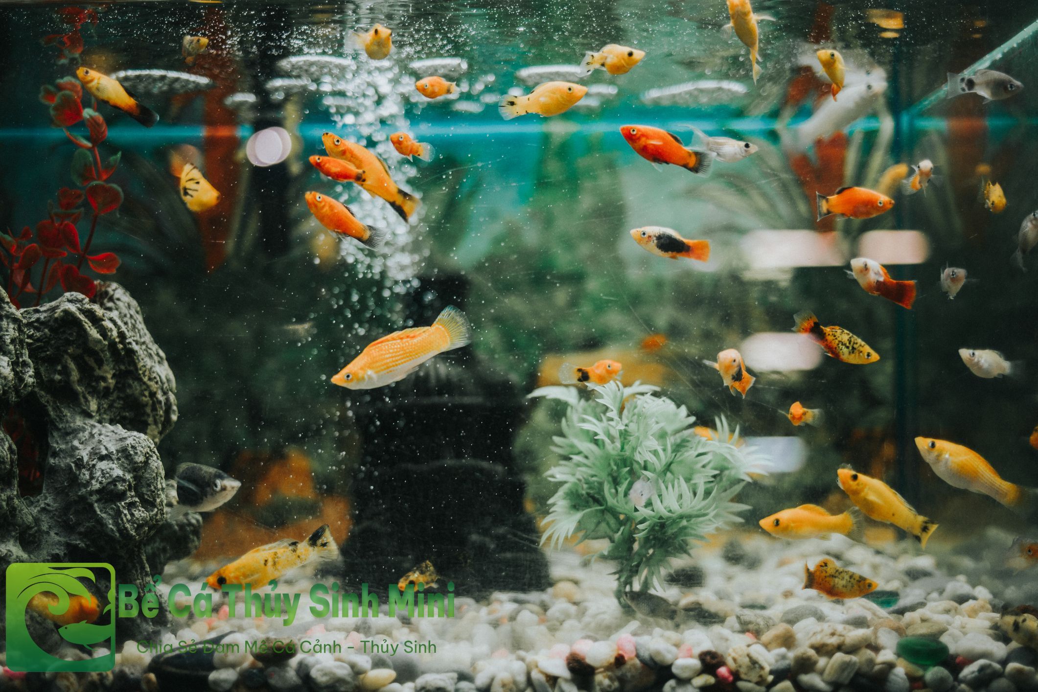 Nguyên nhân dấu hiệu và cách xử lý cá bị sốc nước 3 cá bị sốc nước, cá bị shock nước, cách cứu cá bị sốc nước, dấu hiệu cá bị sốc nước, cách xử lý cá bị sốc nước, xử lý cá bị sốc nước, cách xử lý khi cá bị sốc nước, cách trị cá bị sốc nước, cá bị sốc nước chết, cách chữa cá sốc nước