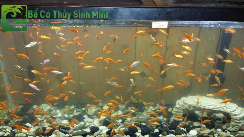 Nguyên nhân dấu hiệu và cách xử lý cá bị sốc nước 2 cá bị sốc nước, cá bị shock nước, cách cứu cá bị sốc nước, dấu hiệu cá bị sốc nước, cách xử lý cá bị sốc nước, xử lý cá bị sốc nước, cách xử lý khi cá bị sốc nước, cách trị cá bị sốc nước, cá bị sốc nước chết, cách chữa cá sốc nước