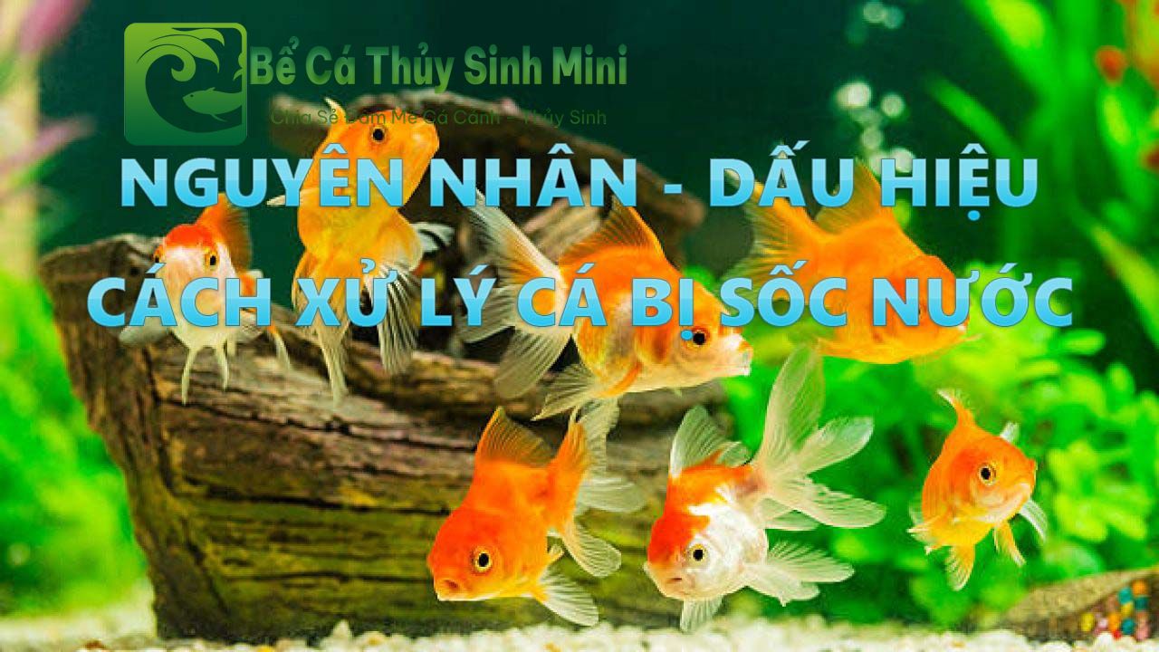 Nguyên nhân dấu hiệu và cách xử lý cá bị sốc nước 5