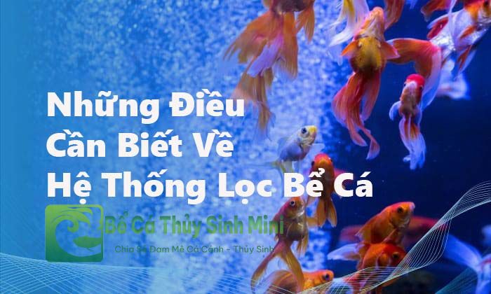 Những điều cần biết về hệ thống lọc bể cá 2023 6