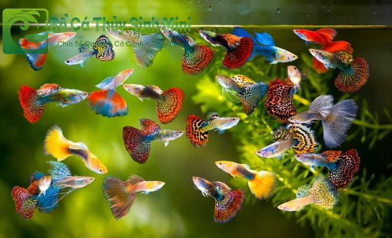 Top 9 loại cá cảnh nhỏ đẹp dễ nuôi, cá cảnh nhỏ, cá cảnh nhỏ đẹp dễ nuôi, cá cảnh nhỏ bơi theo đàn, cá cảnh nhỏ ăn gì, cá cảnh nhỏ sống lâu, cá cảnh nhỏ sống khỏe, cá cảnh nhỏ dễ nuôi, cá cảnh nhỏ không cần oxy, cá cảnh nhỏ màu đỏ, các loại cá cảnh nhỏ, cá cảnh nhỏ đẹp, thức ăn cho cá cảnh nhỏ, bể cá mini