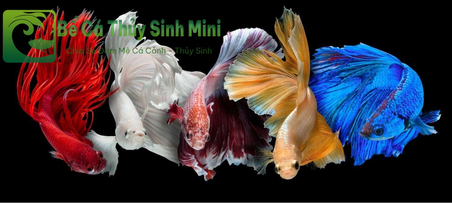 Top 9 loại cá cảnh nhỏ đẹp dễ nuôi, cá cảnh nhỏ, cá cảnh nhỏ đẹp dễ nuôi, cá cảnh nhỏ bơi theo đàn, cá cảnh nhỏ ăn gì, cá cảnh nhỏ sống lâu, cá cảnh nhỏ sống khỏe, cá cảnh nhỏ dễ nuôi, cá cảnh nhỏ không cần oxy, cá cảnh nhỏ màu đỏ, các loại cá cảnh nhỏ, cá cảnh nhỏ đẹp, thức ăn cho cá cảnh nhỏ, bể cá mini