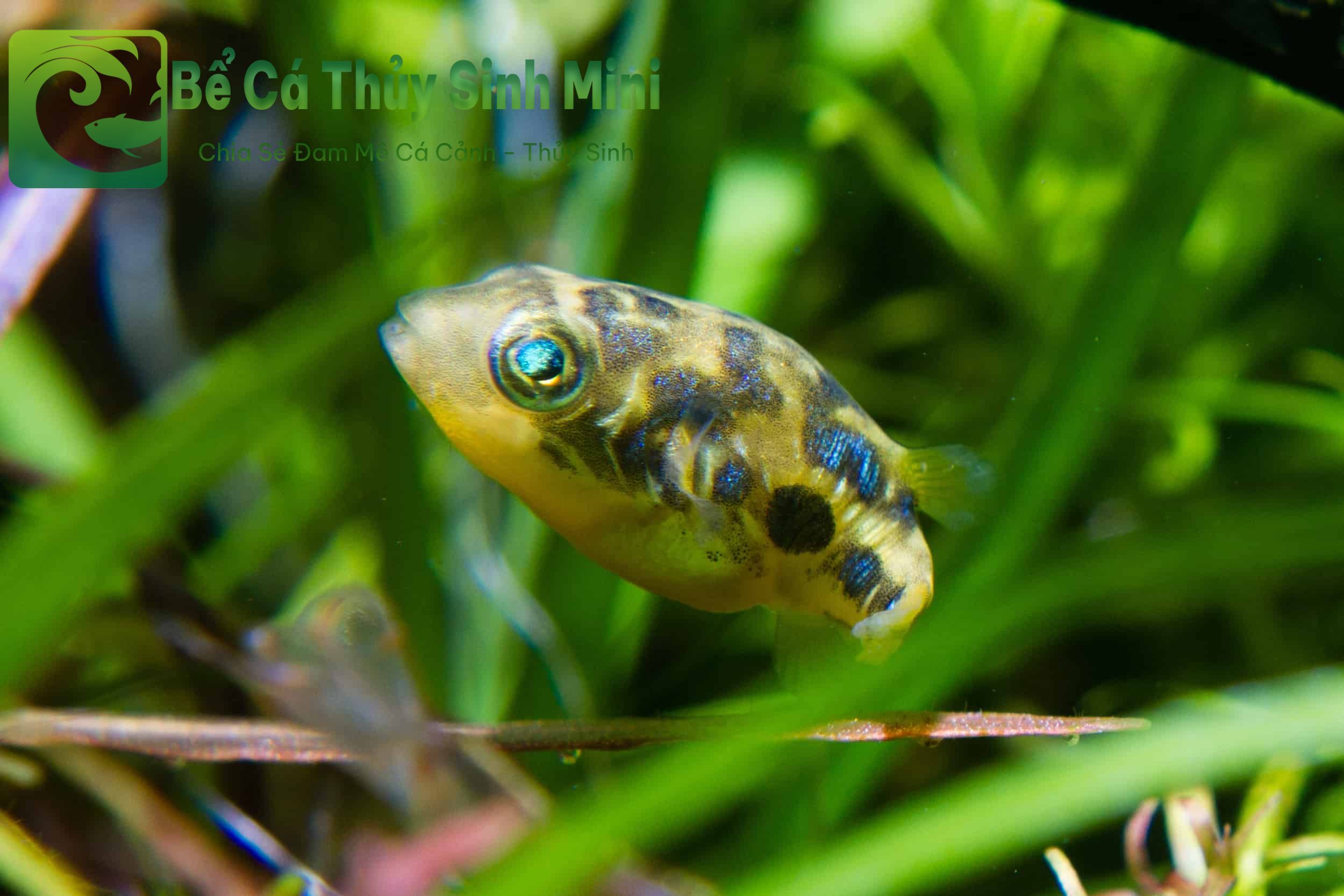 Top 9 loại cá cảnh nhỏ đẹp dễ nuôi, cá cảnh nhỏ, cá cảnh nhỏ đẹp dễ nuôi, cá cảnh nhỏ bơi theo đàn, cá cảnh nhỏ ăn gì, cá cảnh nhỏ sống lâu, cá cảnh nhỏ sống khỏe, cá cảnh nhỏ dễ nuôi, cá cảnh nhỏ không cần oxy, cá cảnh nhỏ màu đỏ, các loại cá cảnh nhỏ, cá cảnh nhỏ đẹp, thức ăn cho cá cảnh nhỏ, bể cá mini